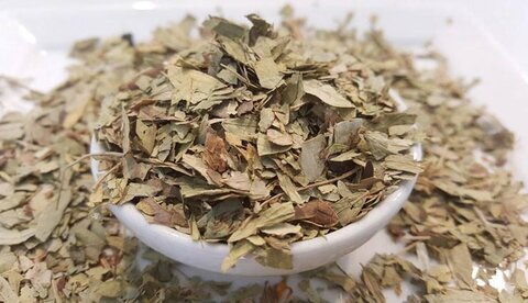 برگ گیاه سنا