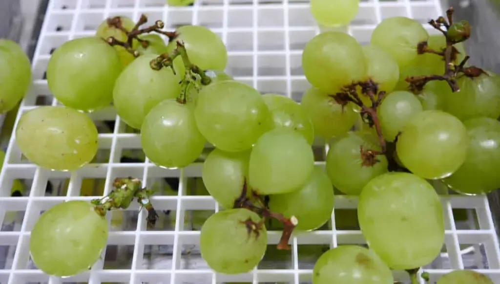 خواص انگوز سبز