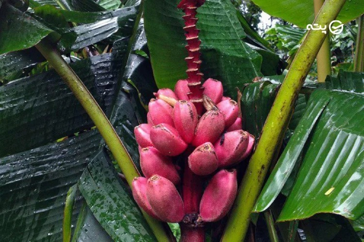 موز صورتی در جنگل استوایی تهران