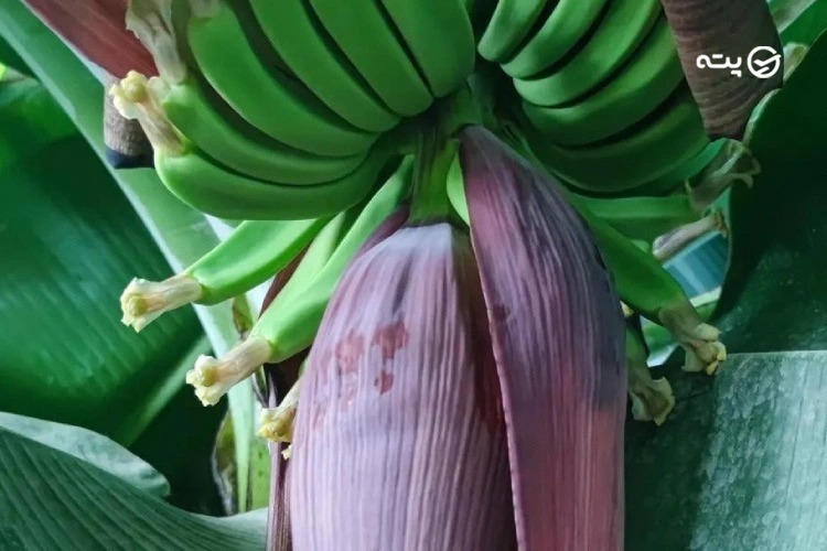 میوه برگ انجیری در جنگل استوایی تهران