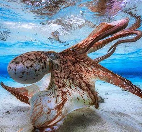 آیا اختاپوس موجود فضایی است؟