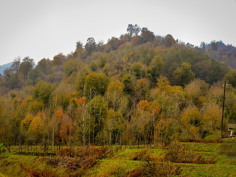 جنگلهای هیرکانی از بهترین جاهای دیدنی ایران در پاییز