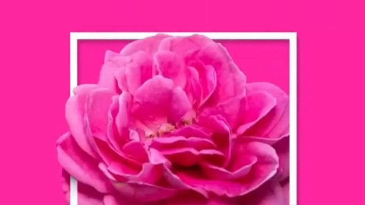 رنگ رز ایرانی