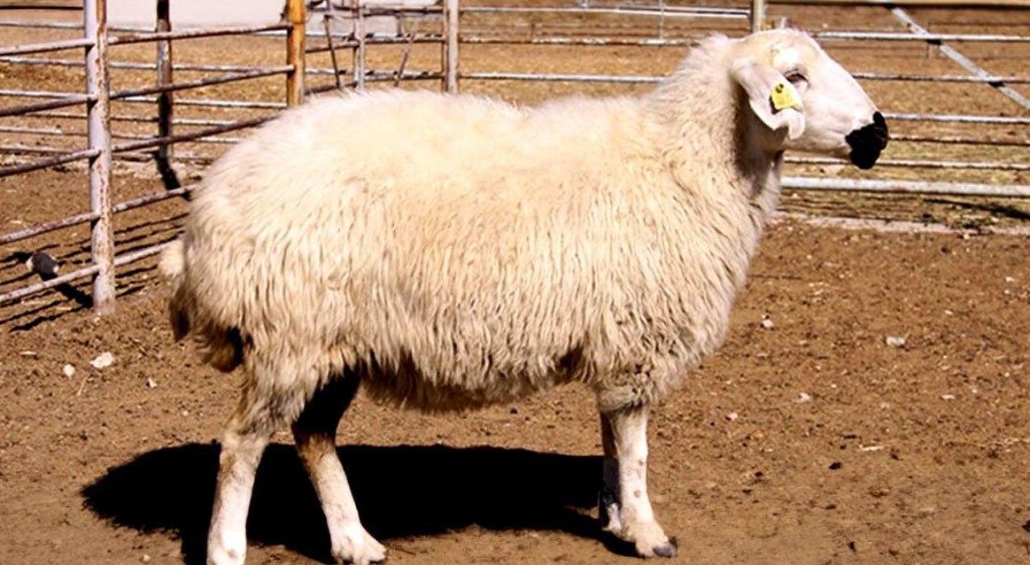 گوشت حلال حیوانات خشکی