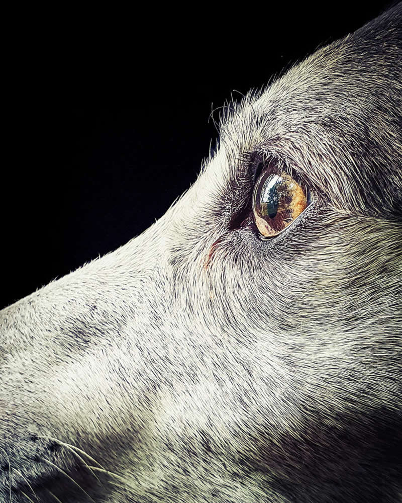 عکس برنده در چهاردهمین دوره جوایز سالانه عکاسی موبایل