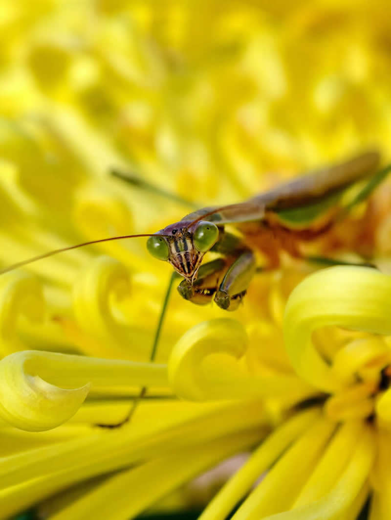 عکس برنده در چهاردهمین دوره جوایز سالانه عکاسی موبایل