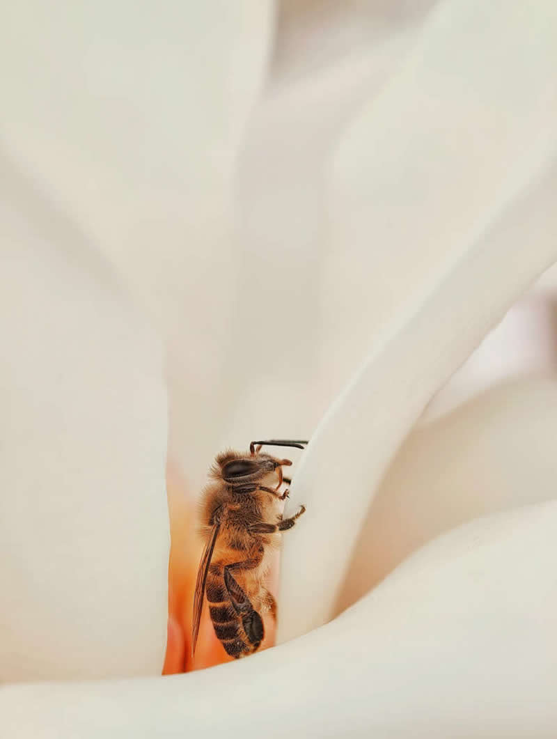 عکس برنده در چهاردهمین دوره جوایز سالانه عکاسی موبایل