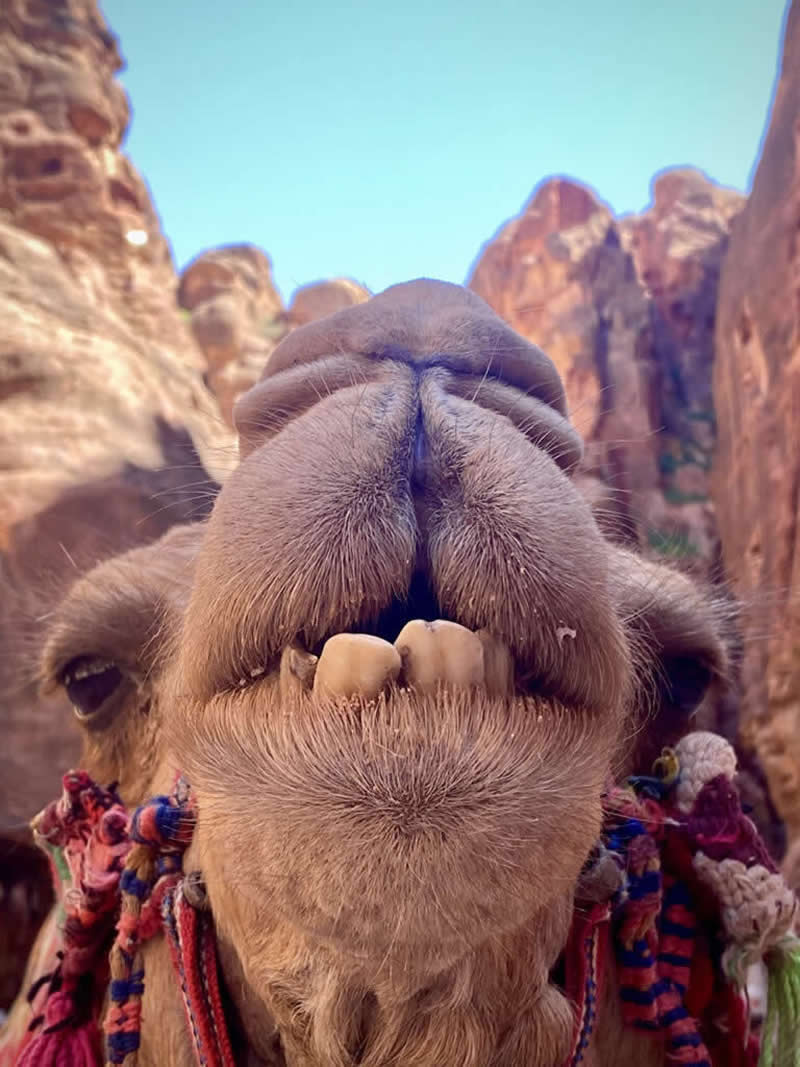 عکس برنده در چهاردهمین دوره جوایز سالانه عکاسی موبایل