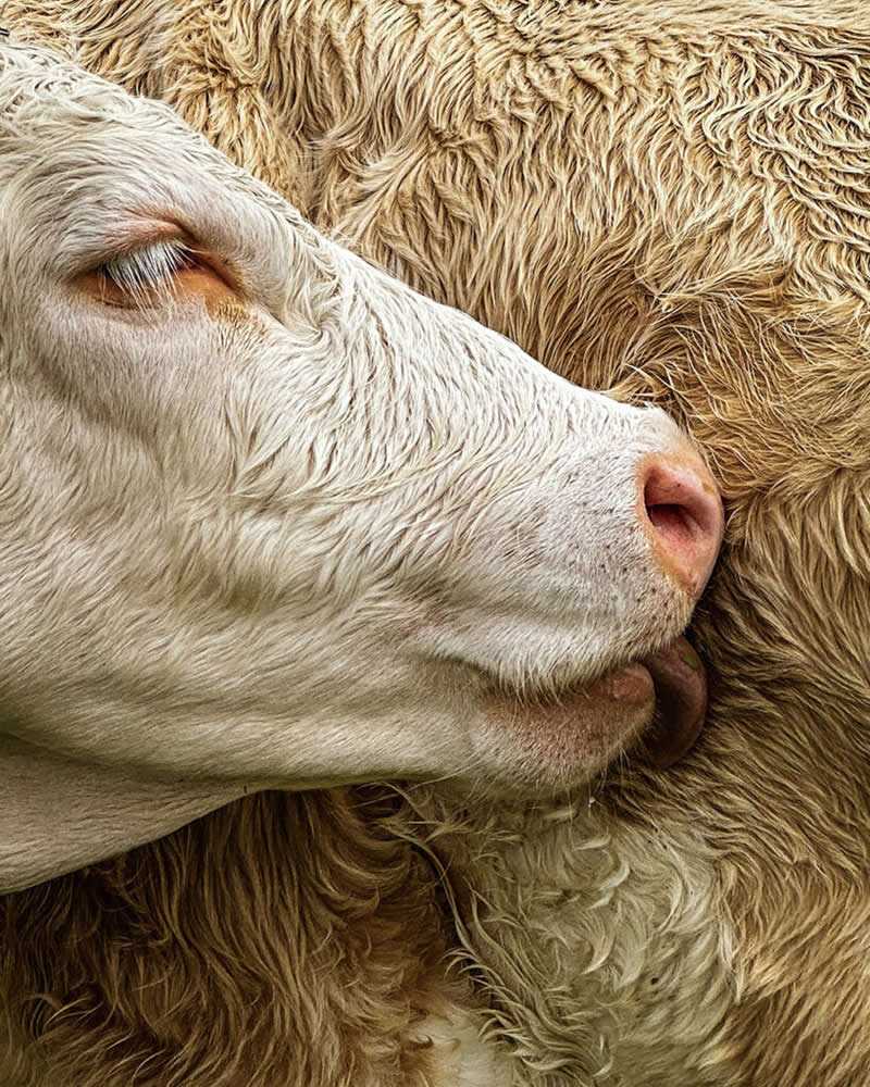 عکس برنده در چهاردهمین دوره جوایز سالانه عکاسی موبایل