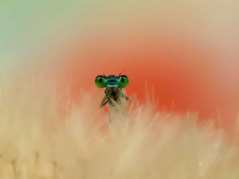 عکس برنده در چهاردهمین دوره جوایز سالانه عکاسی موبایل