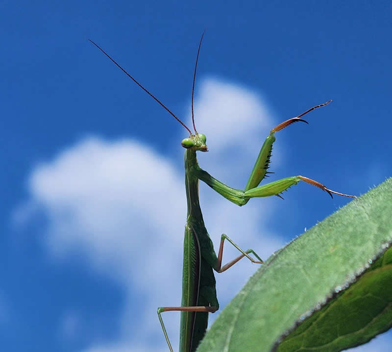 عکس برنده در چهاردهمین دوره جوایز سالانه عکاسی موبایل
