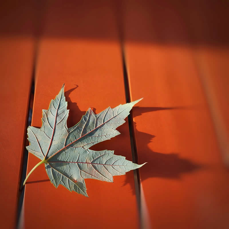 عکس برنده در چهاردهمین دوره جوایز سالانه عکاسی موبایل