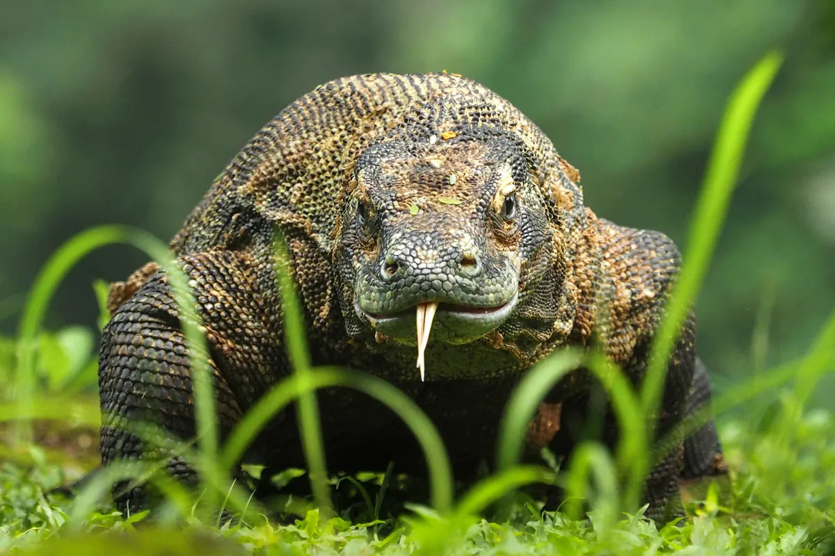 اژدهای کومودو از باهوشترین حیوانات روی کره زمین