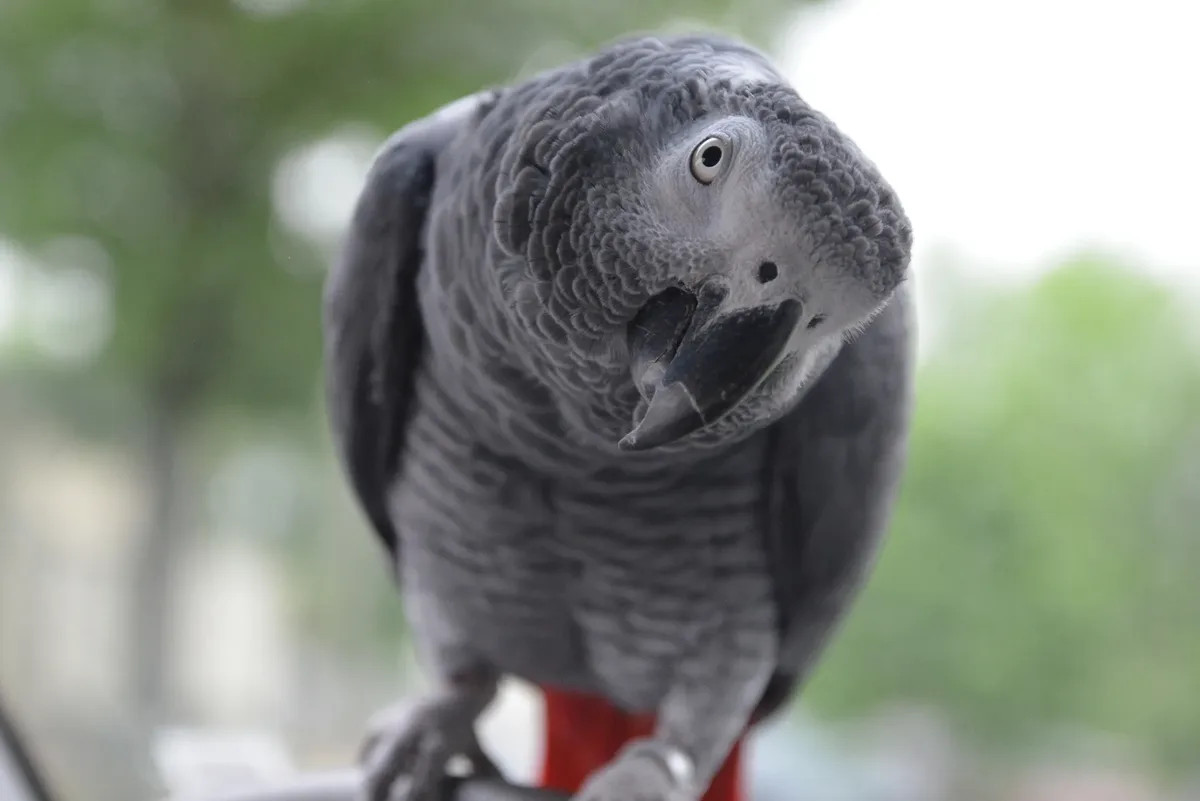 طوطی خاکستری آفریقایی از باهوشترین حیوانات روی کره زمین