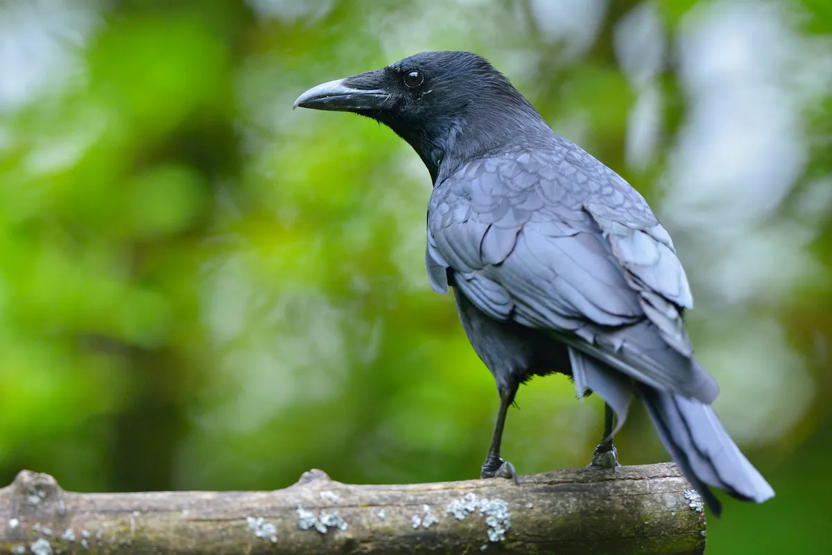 کلاغ از باهوشترین حیوانات روی کره زمین