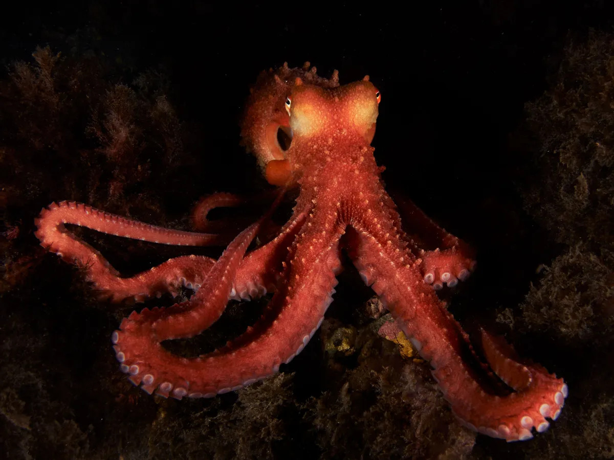 اختاپوس از باهوشترین حیوانات روی کره زمین