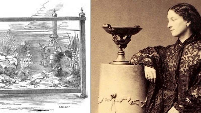 آکواریوم های شیشه ای از بزرگترین اختراعات زنان