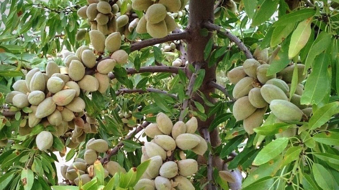 نهال بادام اصلاح شده