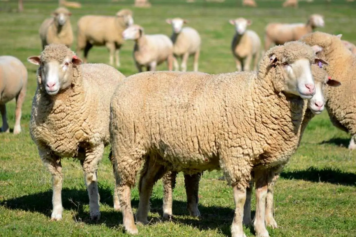 گوسفندان نیوزلندی