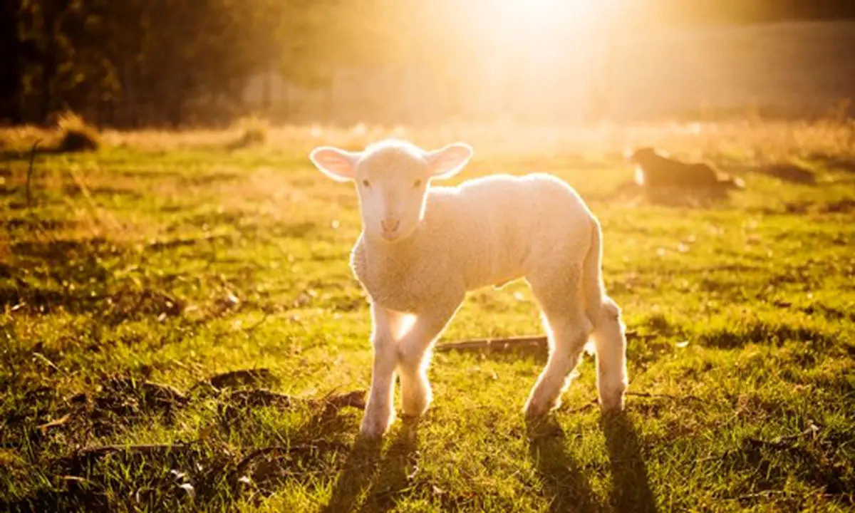 گوسفندان نیوزلند