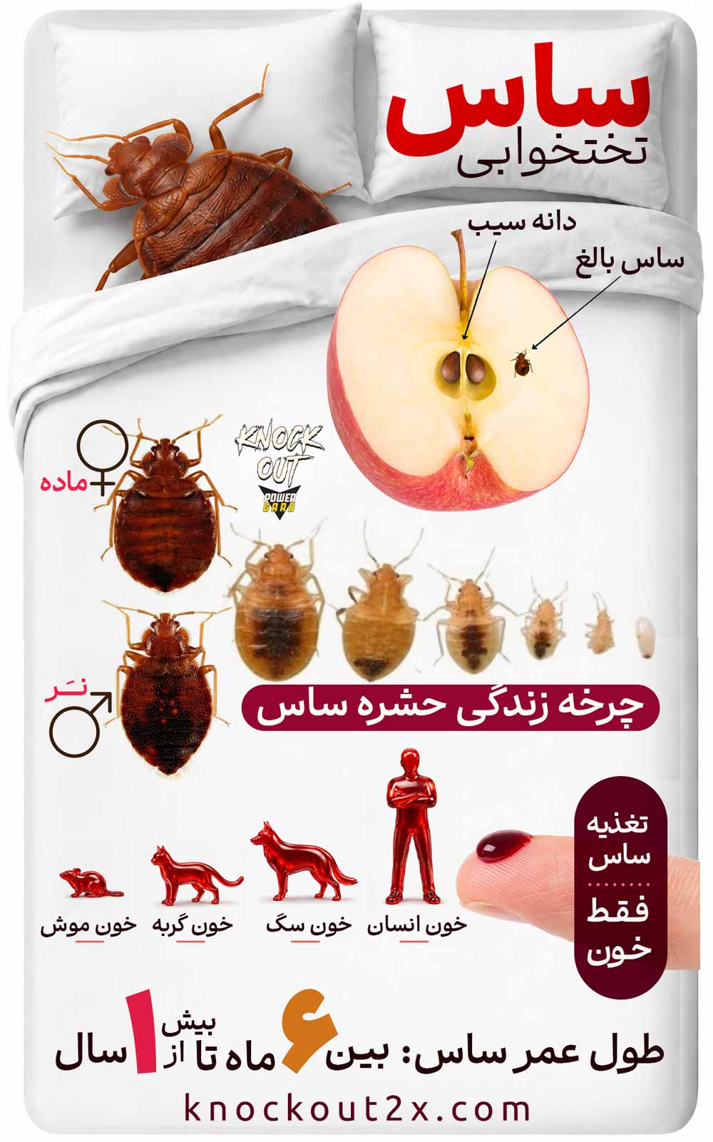 ساس تختخواب چیست؟ - مشخصات ساس - طول عمر ساس - چرخه عمر ساس
