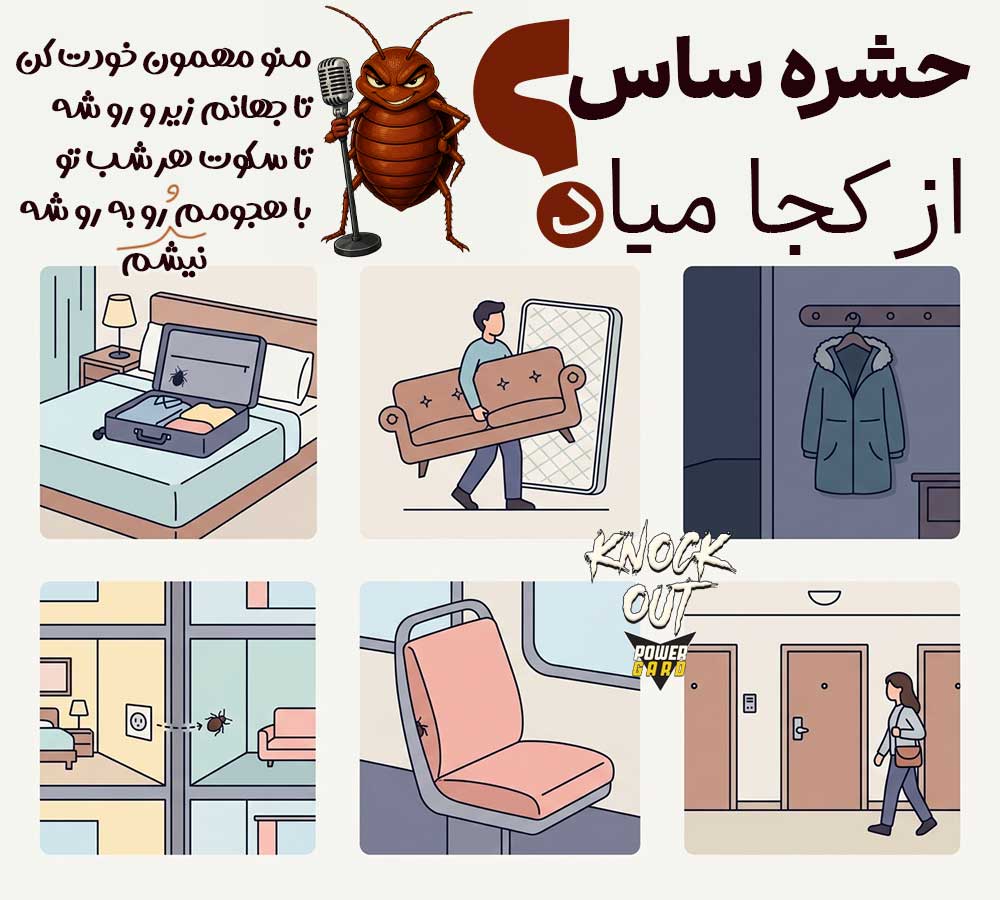 ساس از کجا میاد؟