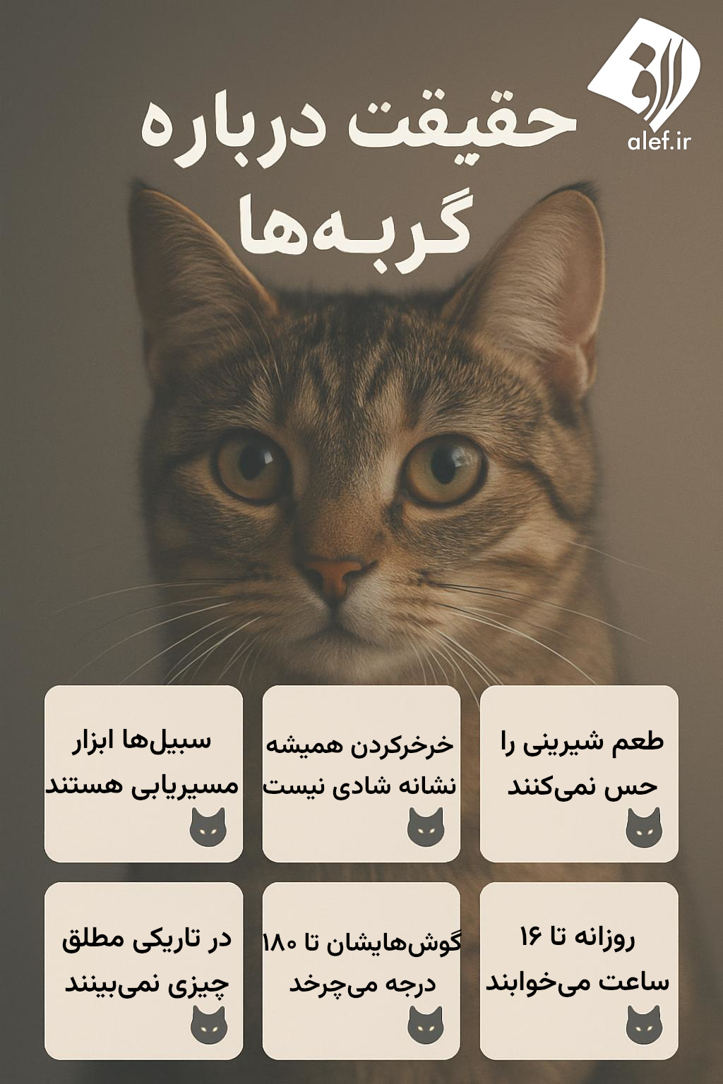 حقایقی درباره گربهها