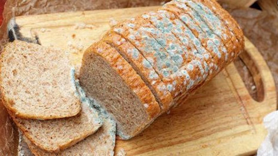 آیا غذای کپک زده خطرناک است؟ آیا غذای کپک زده خطرناک است؟