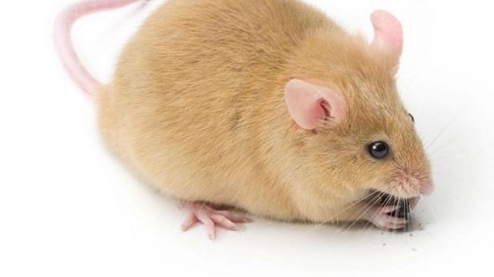 از شایعه تا واقعیت حمله موشهای آدمخوار به تهرانیها از شایعه تا واقعیت حمله موشهای آدمخوار به تهرانیها