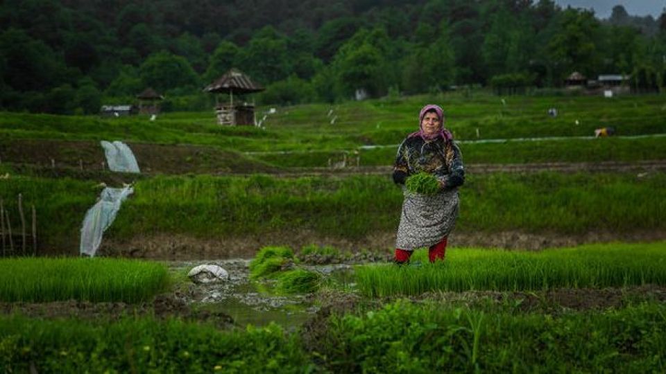 اجرای یک طرح،بدون برنامه/محدودیت کشت برنج کشاورزان را سرگردان کرد اجرای یک طرح،بدون برنامه/محدودیت کشت برنج کشاورزان را سرگردان کرد