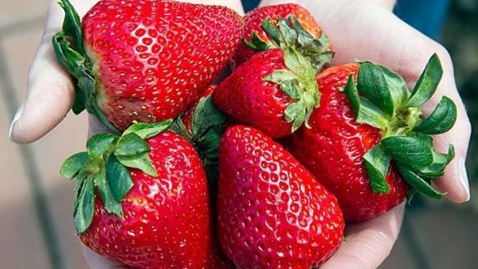 تاثیر مصرف توتفرنگی بر بیماریهای قلبی تاثیر مصرف توتفرنگی بر بیماریهای قلبی