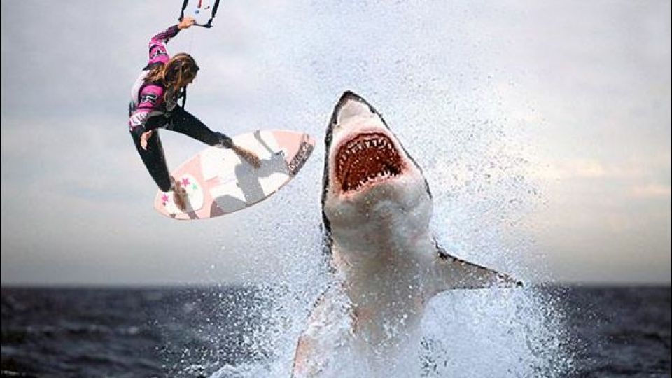 مردم کدام کشورها بیشتر طعمه کوسه شدهاند؟ مردم کدام کشورها بیشتر طعمه کوسه شدهاند؟