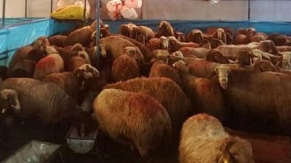 هشدارهای سازمان دامپزشکی در آستانه عید قربان هشدارهای سازمان دامپزشکی در آستانه عید قربان