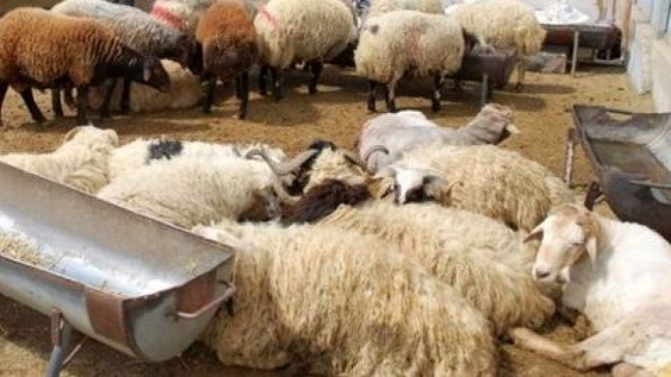 تقلبهای عجیب و رایج بازار عید قربان تقلبهای عجیب و رایج بازار عید قربان