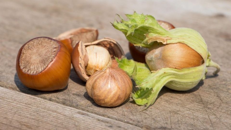 فواید فندق برای سلامت بدن فواید فندق برای سلامت بدن