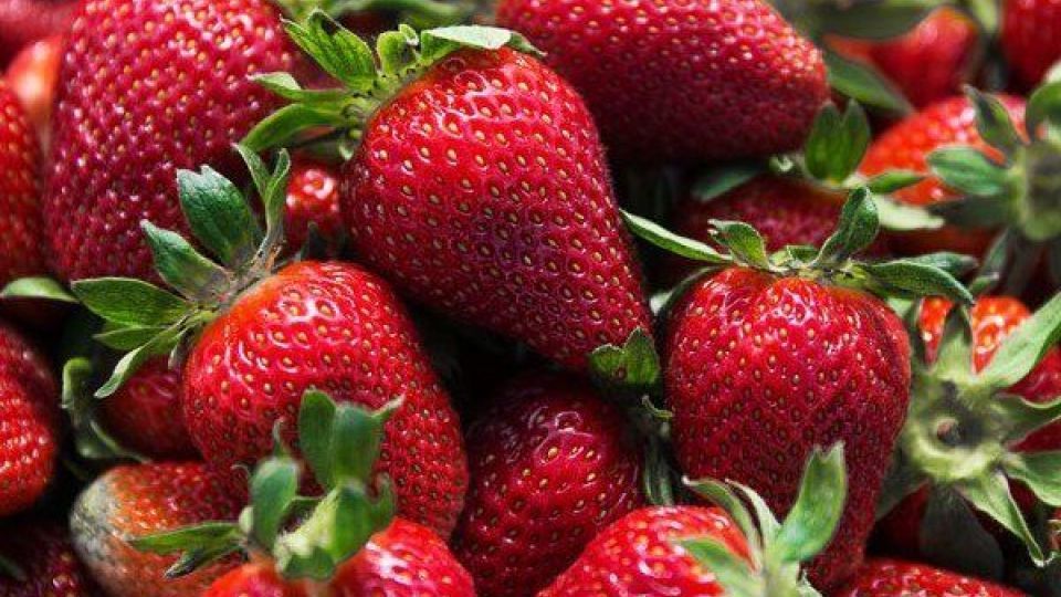 توت فرنگی بخورید تا دچار التهاب روده نشوید توت فرنگی بخورید تا دچار التهاب روده نشوید