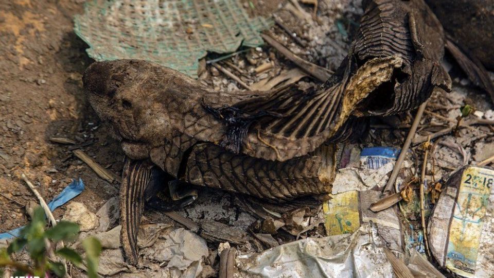 زندگی در کنار کثیف ترین رودخانه جهان‎