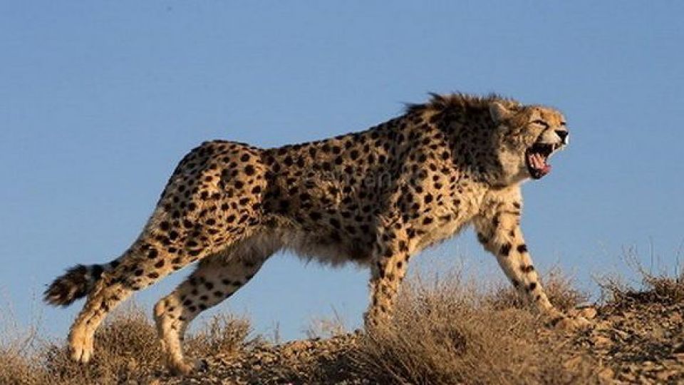 فقط 48 قلاده یوز آسیایی در ایران مانده فقط 48 قلاده یوز آسیایی در ایران مانده