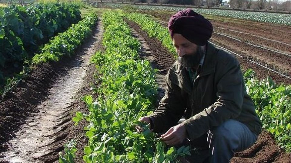 هند امسال با 284 میلیون تن محصول کشاورزی رکورد زد هند امسال با 284 میلیون تن محصول کشاورزی رکورد زد