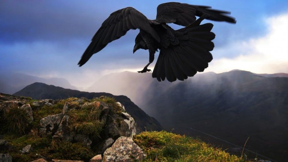 تصاویر منتخب گاردین