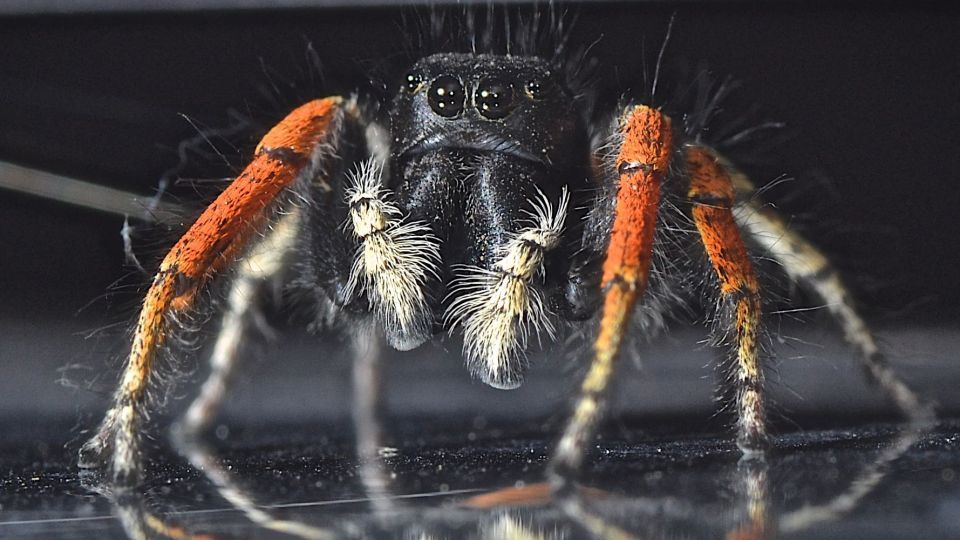 دنیای اعجاب‌انگیز حشرات