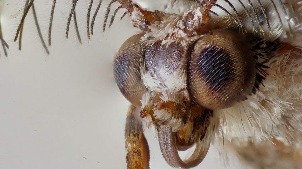 دنیای اعجاب‌انگیز حشرات