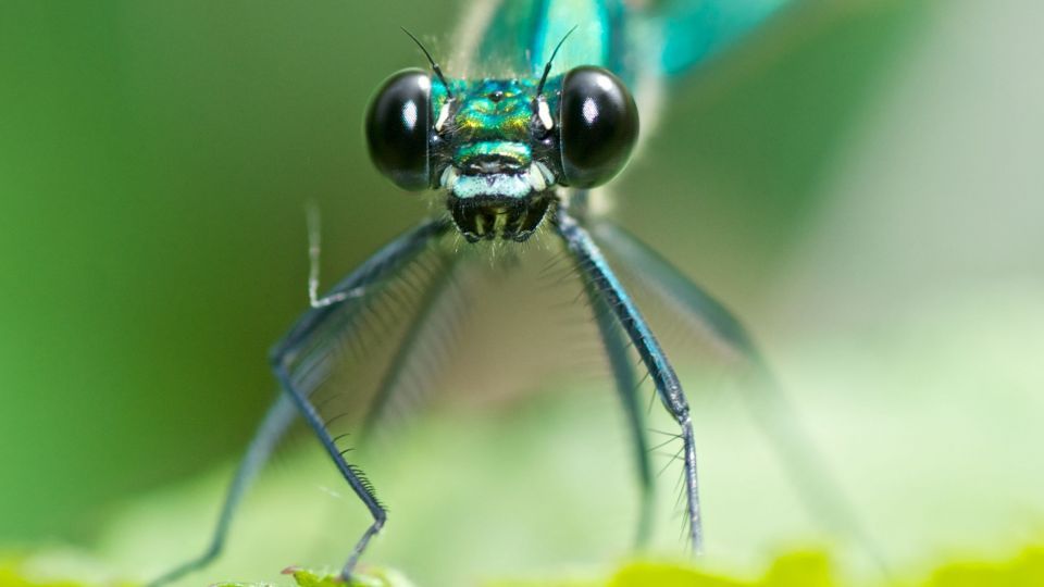 دنیای اعجاب‌انگیز حشرات