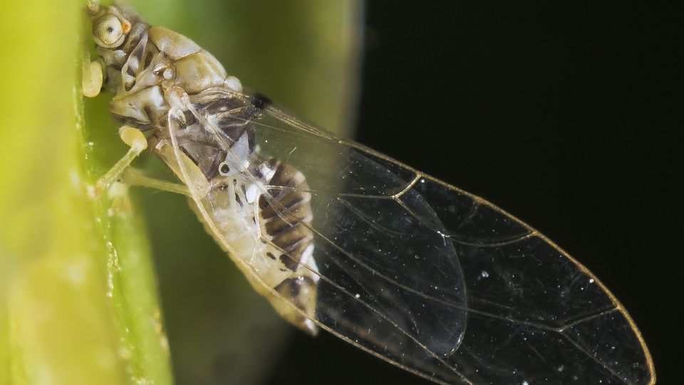 دنیای اعجاب‌انگیز حشرات