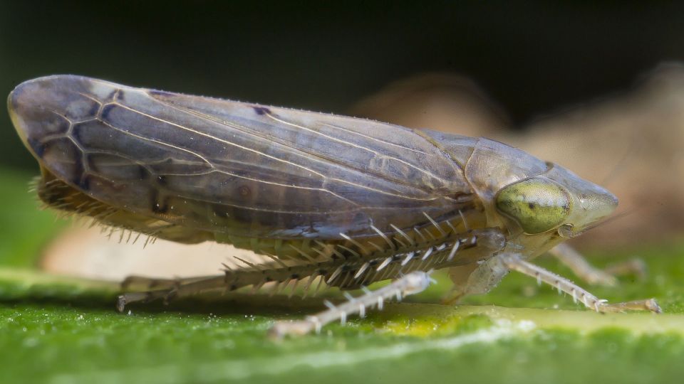 دنیای اعجاب‌انگیز حشرات