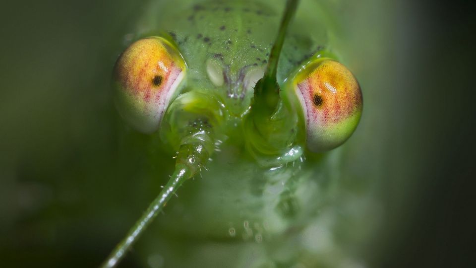 دنیای اعجاب‌انگیز حشرات