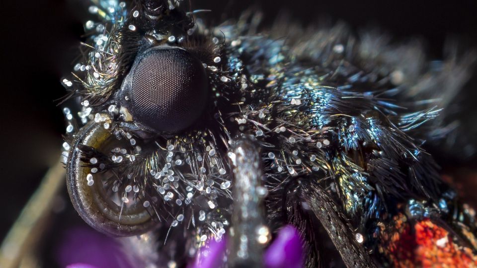 دنیای اعجاب‌انگیز حشرات