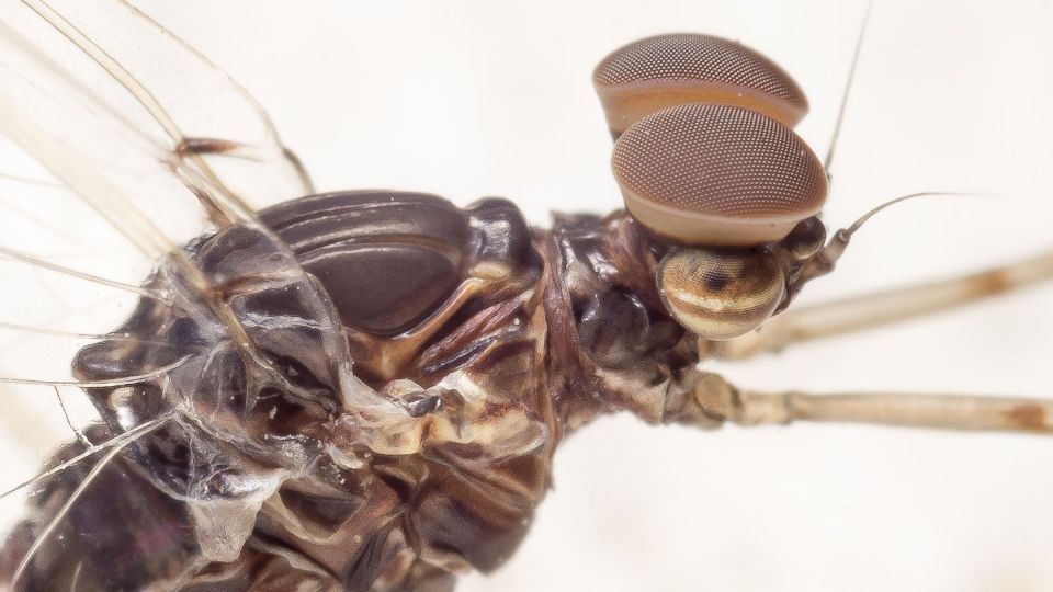 دنیای اعجاب‌انگیز حشرات