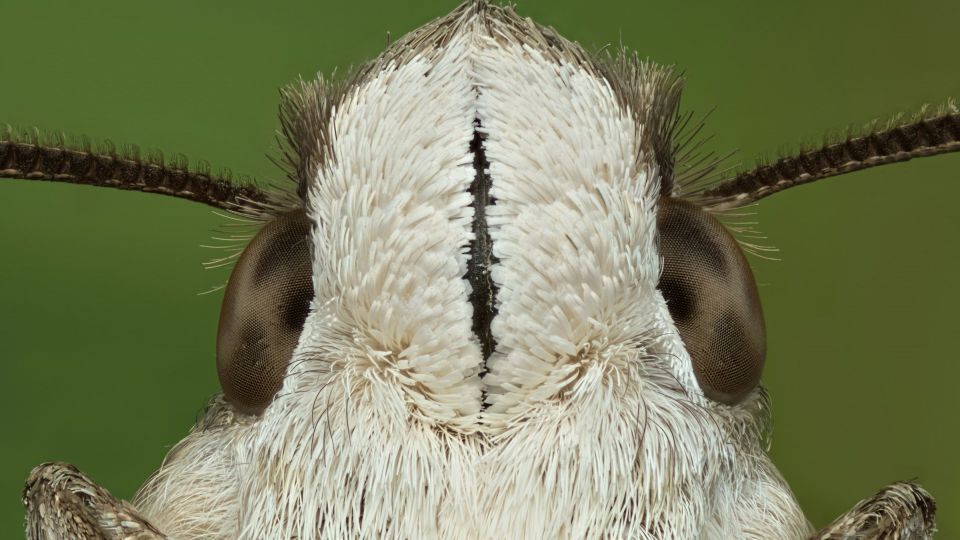 دنیای اعجاب‌انگیز حشرات