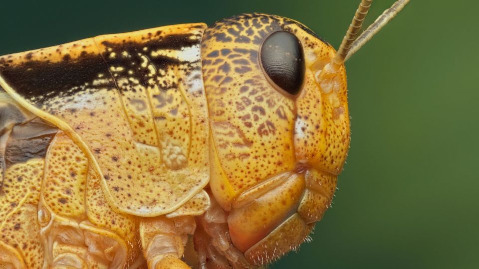 دنیای اعجاب‌انگیز حشرات